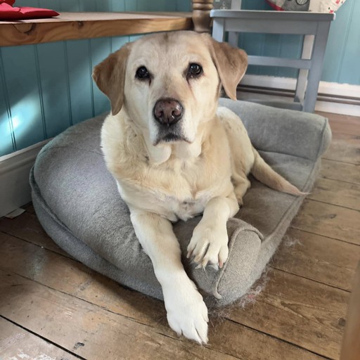 Pet Drop-In and Pet Sitting Services for Pembrokeshire and West Carmarthenshire
